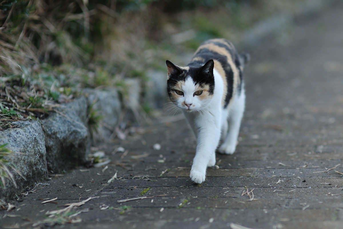 ひさびさ遠くの子達_f0011273_1123209.jpg