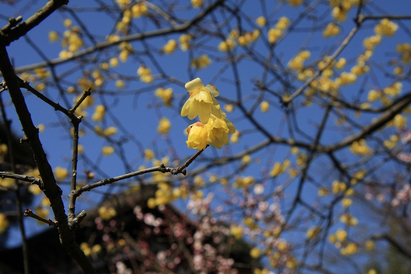 石山寺の梅林_c0196076_15291090.jpg