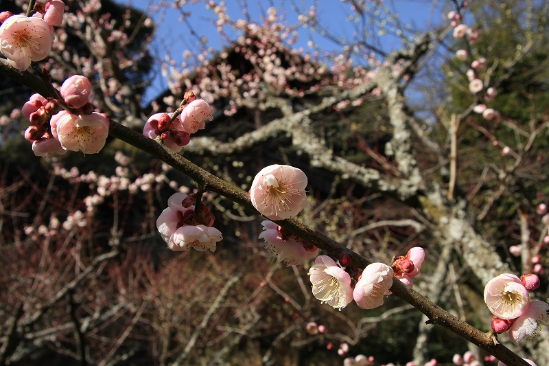 石山寺の梅林_c0196076_1537216.jpg