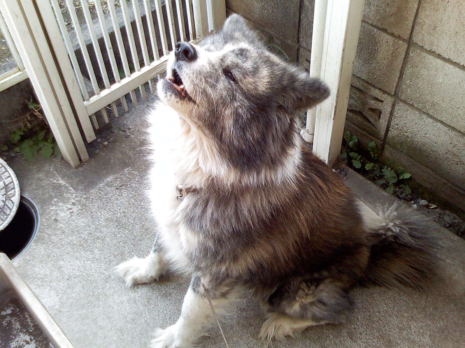 ショック 秋田犬チャマの日記