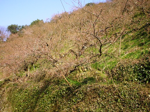 e0156387_19431081.jpg