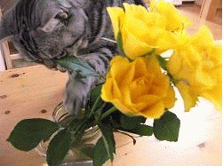 c0094799_1849622.gif