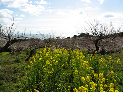 綾部山梅林_d0090101_1641554.jpg