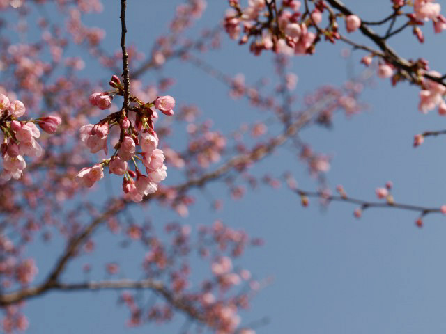 寒緋桜_f0175003_178543.jpg