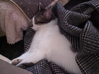 d0131207_9475337.jpg