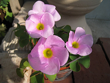 c0163810_20352697.jpg