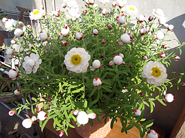 c0163810_2039207.jpg