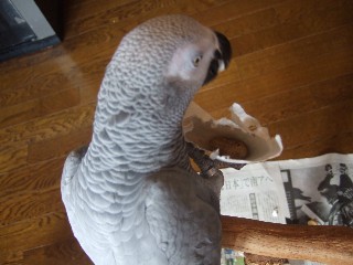 c0133013_939722.jpg