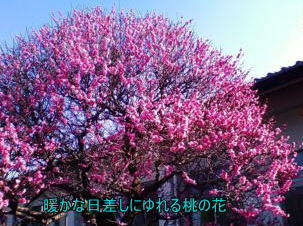 d0070316_1623159.jpg