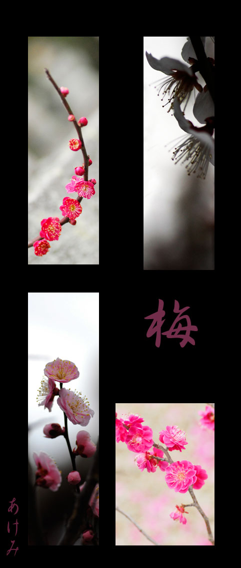 梅とりどり_e0127416_20392882.jpg