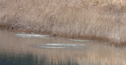 a0056140_23415155.gif