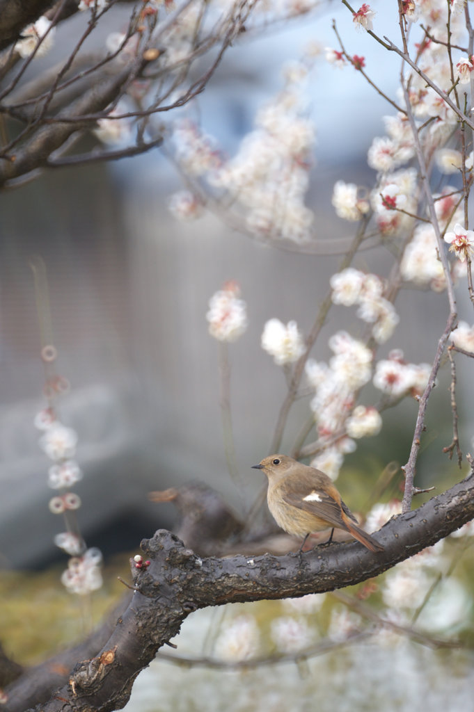 春のメジロ祭り♪その4_e0134248_21552443.jpg