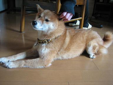 RUNさんの代わりに~♪_c0049950_1034319.jpg