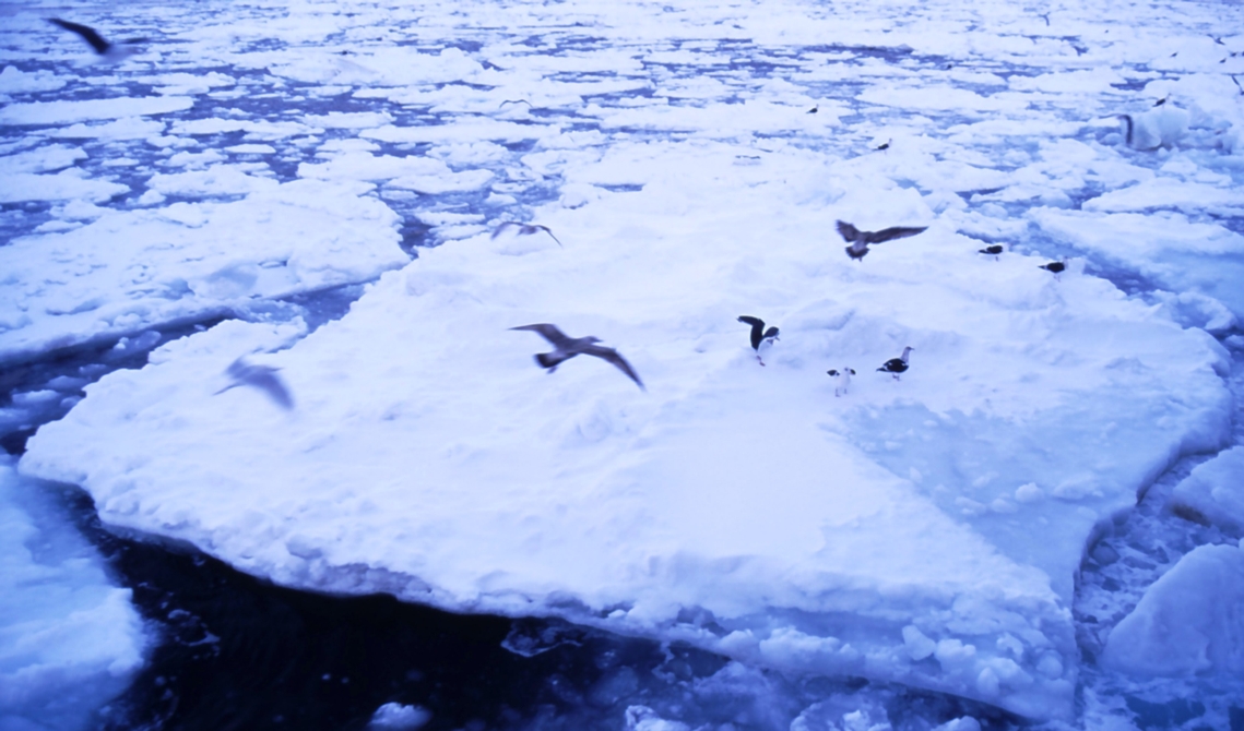 流氷　（北海道網走市沖　オーロラ丸より）_c0199468_1953386.jpg