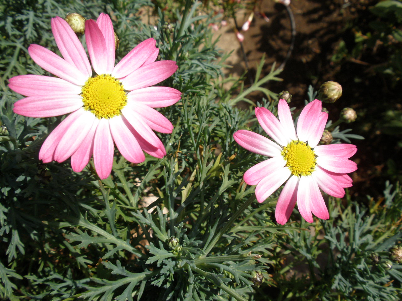 b0157276_1713634.jpg