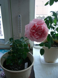 c0078586_20595512.jpg