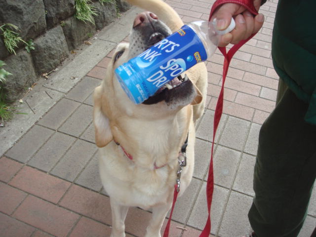 犬はお手本_e0151091_21373396.jpg