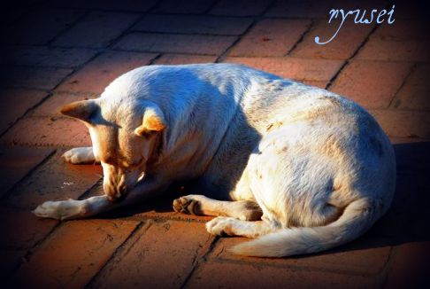 野良犬に喜捨乞ふ寺の寝釈迦かな_f0053297_7355375.jpg