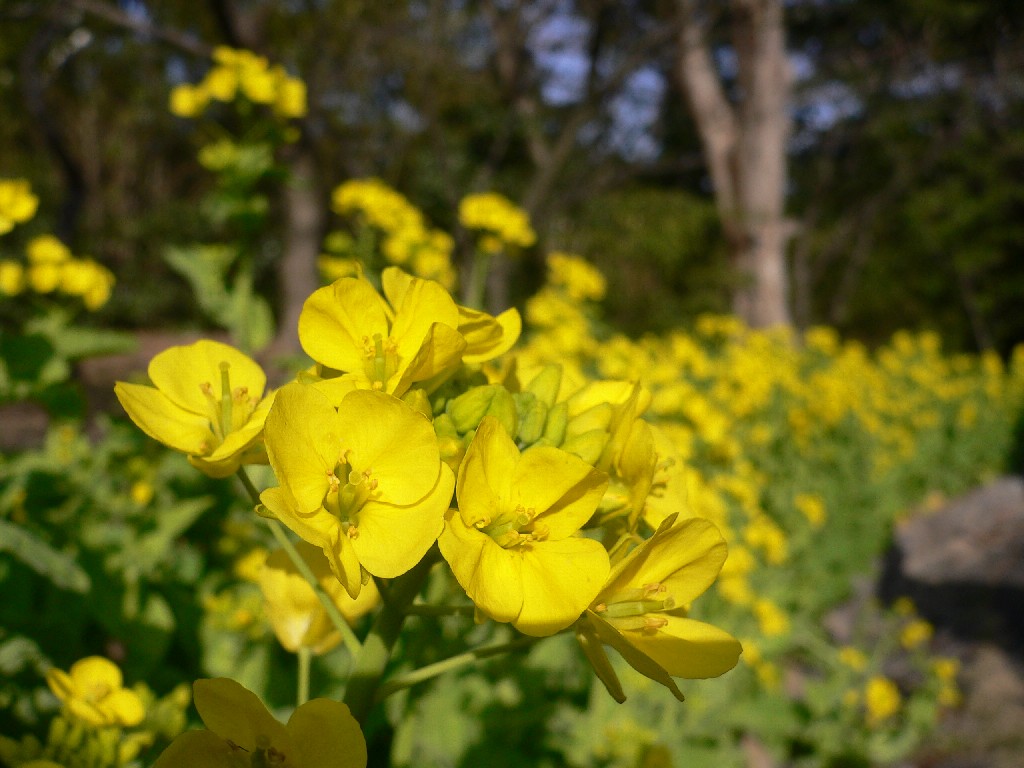 須磨離宮公園°゜・ 。** + ☆_a0105809_15494471.jpg