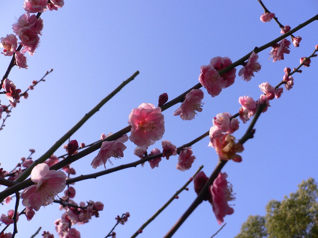 須磨離宮公園°゜・ 。** + ☆_a0105809_15504991.jpg