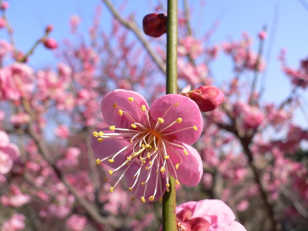 須磨離宮公園°゜・ 。** + ☆_a0105809_15515285.jpg