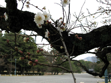 梅が咲いて_e0048413_2112772.jpg