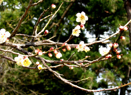 梅が咲いて_e0048413_21217.jpg