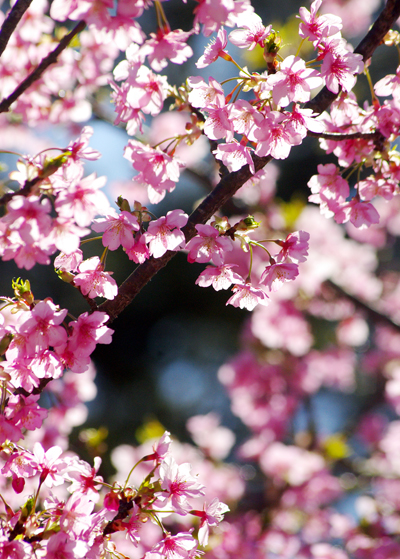 河津桜ふたたび・・・_d0072720_1924898.jpg