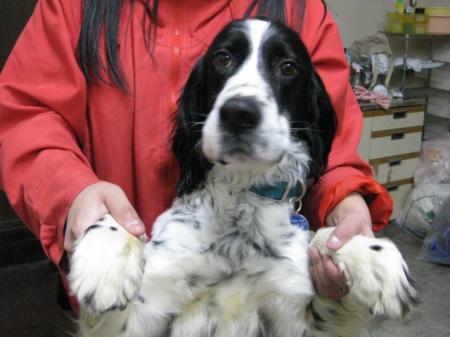 ガンドッグのレスキュー イングリッシュ コッカー アイラの生活