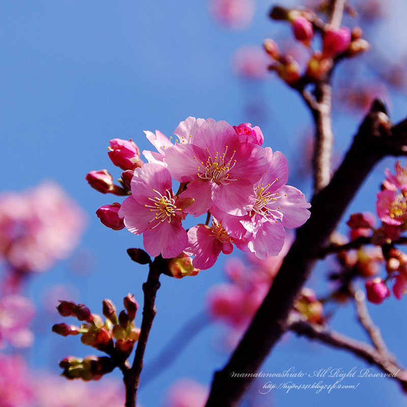 桜～！！！！_b0160023_1931356.jpg
