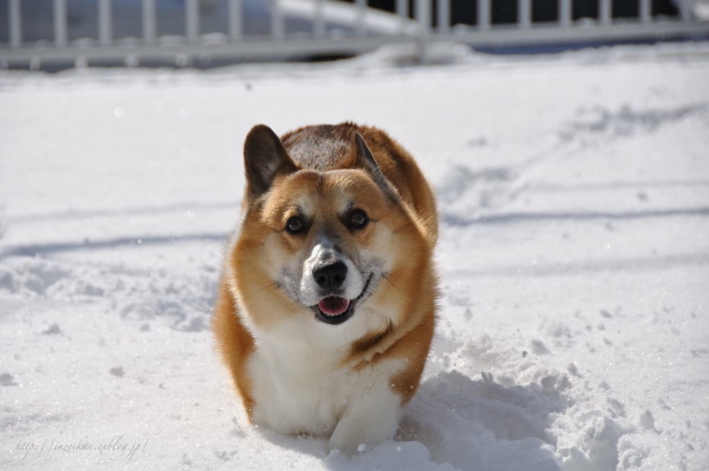 　わーい！雪だ！_c0150545_12173675.jpg