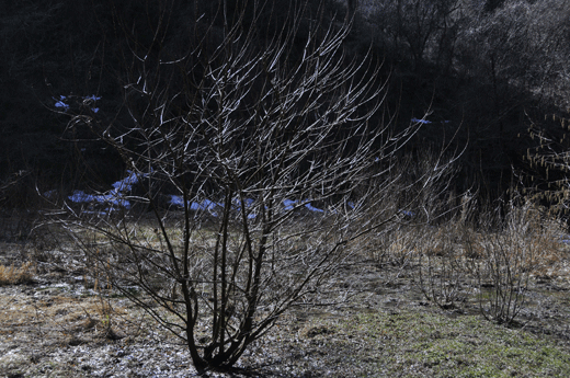c0093046_78592.gif