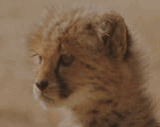 Welcome to our site\"Blog: Meeting Animal Lovers of DOGS AND CATS \" Teiichi Aoyama_a0118250_5352015.gif