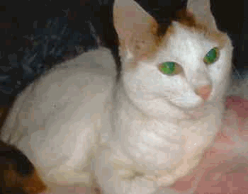 Welcome to our site\"Blog: Meeting Animal Lovers of DOGS AND CATS \" Teiichi Aoyama_a0118250_5362114.gif