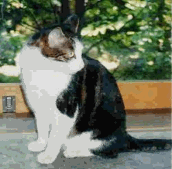 Welcome to our site\"Blog: Meeting Animal Lovers of DOGS AND CATS \" Teiichi Aoyama_a0118250_5385621.gif