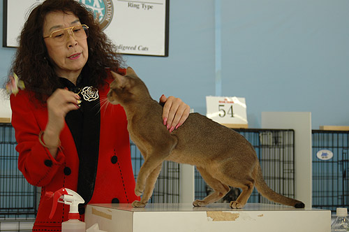  2009/01/24-25 JAPAN TONKINESE CAT CLUB 2-2 _a0008064_122179.jpg