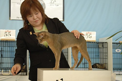  2009/01/24-25 JAPAN TONKINESE CAT CLUB 2-2 _a0008064_1222425.jpg