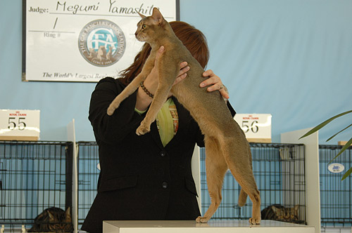  2009/01/24-25 JAPAN TONKINESE CAT CLUB 2-2 _a0008064_1222596.jpg