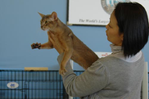  2009/01/24-25 JAPAN TONKINESE CAT CLUB 2-2 _a0008064_12233238.jpg