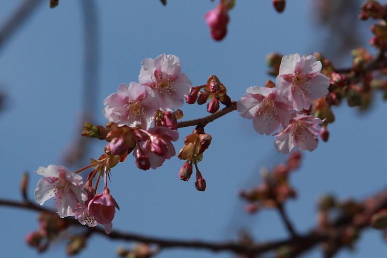 河津桜はまだちらほら_f0129465_9281767.jpg