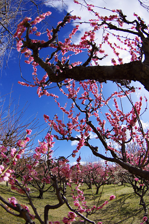 伊丹緑ヶ丘公園の梅　20090217_a0050572_18123532.jpg