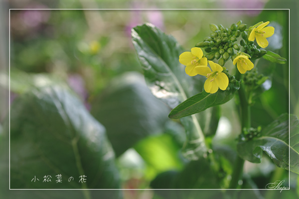 小松菜の花 花日記 小松菜の花 花日記