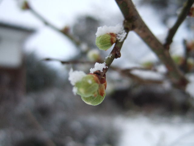 雪ふり　再開　２００９．２．１７_c0153880_17255150.jpg