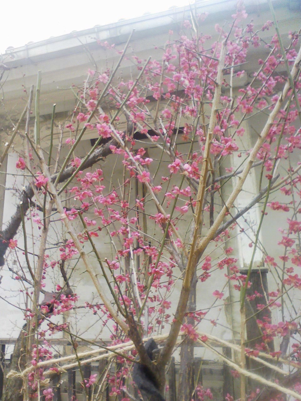 大阪天満宮の「梅に想う」。梅の味わいは深いなあ！_c0061686_21492035.jpg