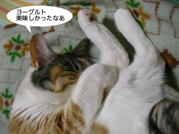 毛玉対策その2_a0116106_23263530.jpg