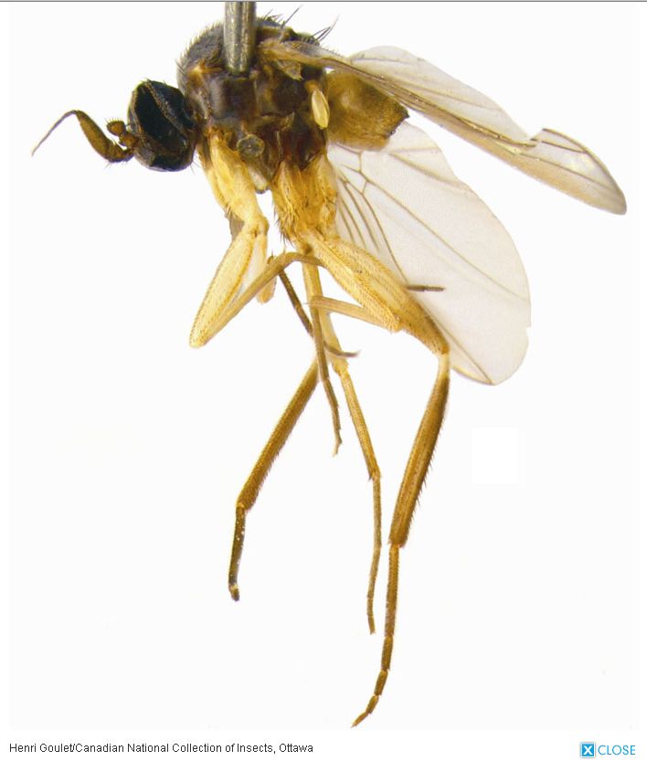 ナミビアでハエの「生きた化石」発見!_c0025115_18321999.jpg