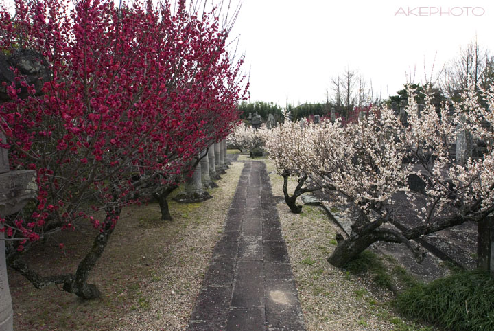 「やっちまったなぁ～」　　な梅(￣○￣;)_e0127416_23245041.jpg