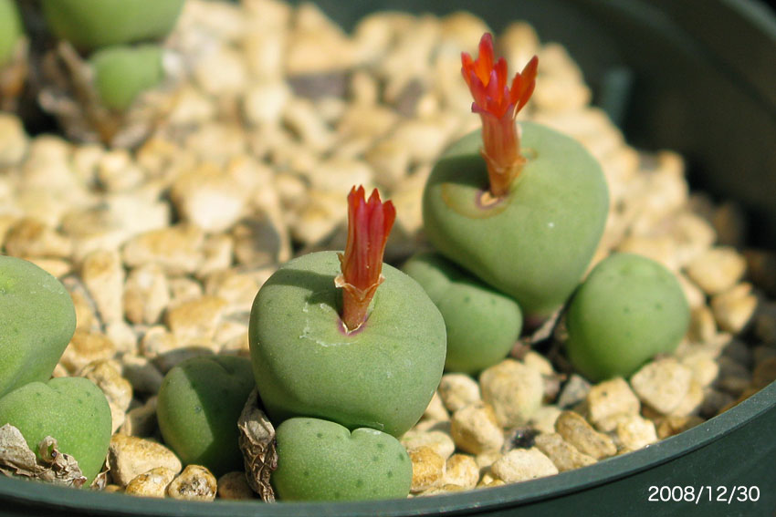 Conophytum pageae : conocono's コノフィツム モノグラフ