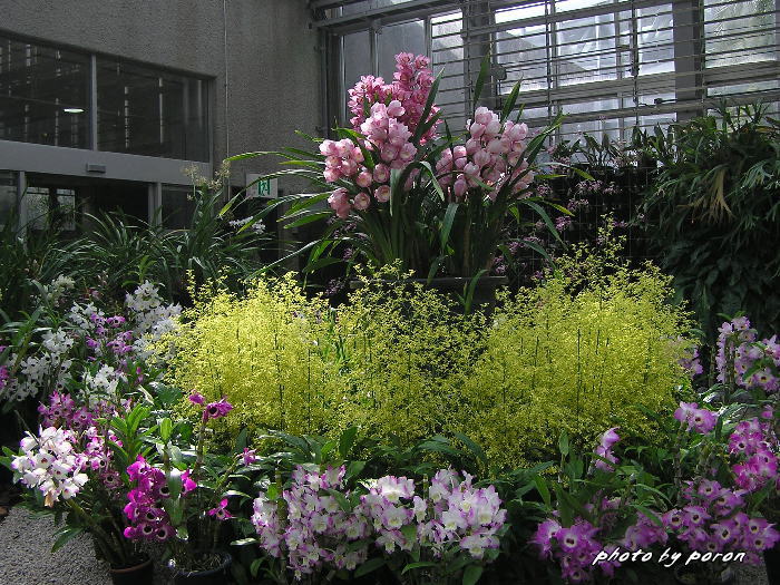 京都府立植物園 観覧温室から 2月 デジカメ散歩悠々 京都府立植物園 観覧温室から 2月 デジカメ散歩悠々
