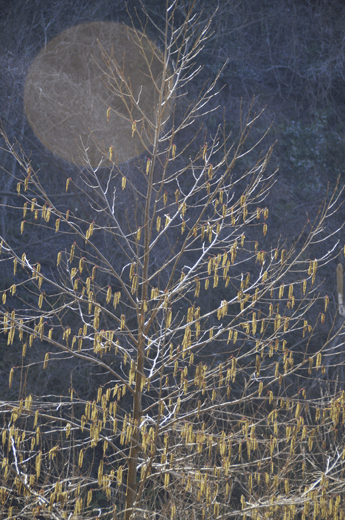 c0093046_7422356.gif
